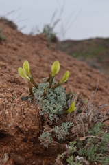 Astragalus pseudodianthus