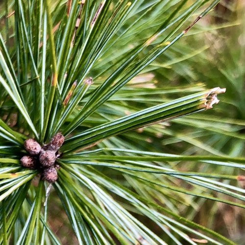 Pine Tube Moth photo 3