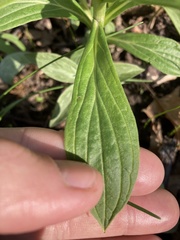 Lithospermum latifolium