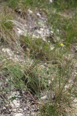 Stipa pontica
