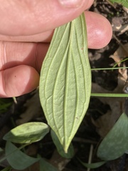 Lithospermum latifolium