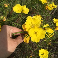 Calylophus