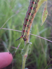 Hyles euphorbiarum