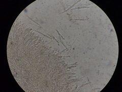 Hymenoscyphus subferrugineus