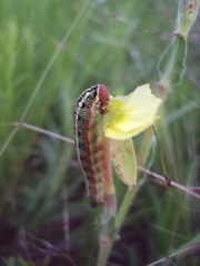 Hyles euphorbiarum