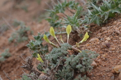 Astragalus pseudodianthus