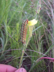 Hyles euphorbiarum