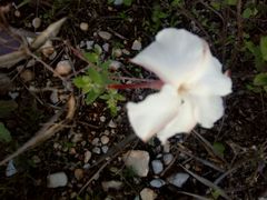 Mandevilla macrosiphon