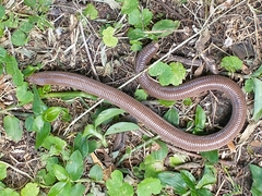 Darwin's Ringed Worm Lizard photo 2