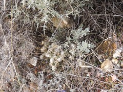 Teucrium gnaphalodes