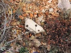 Cephalaria leucantha