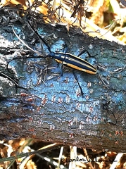 Sphaenothecus trilineatus