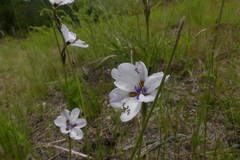 Aristea cistiflora