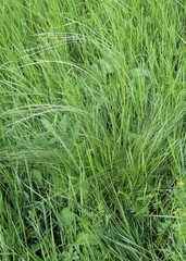 Stipa tirsa