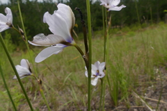 Aristea cistiflora