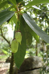 Brexia madagascariensis