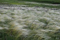 Stipa tirsa