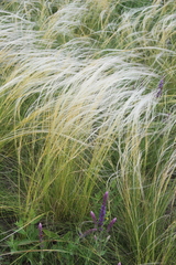 Stipa tirsa