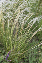 Stipa tirsa