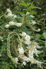 Buddleja paniculata