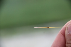 Stipa tirsa