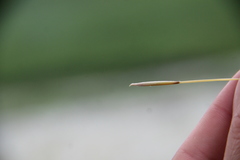Stipa tirsa