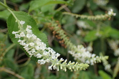 Buddleja paniculata