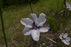 Aristea cistiflora