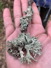 Ramalina canariensis