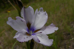 Aristea cistiflora