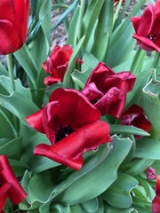 Tulipa
