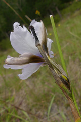 Aristea cistiflora