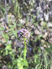 Plectritis congesta