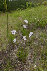 Aristea cistiflora