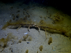 Inachus communissimus