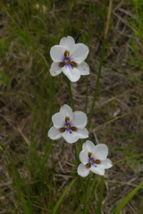 Aristea cistiflora