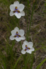 Aristea cistiflora