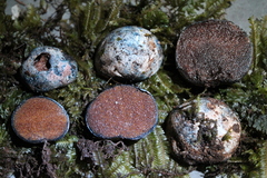 Costatisporus
