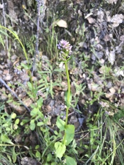 Plectritis congesta