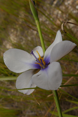 Aristea cistiflora