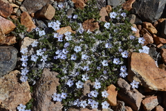 Phlox condensata