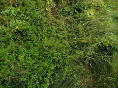Geranium divaricatum