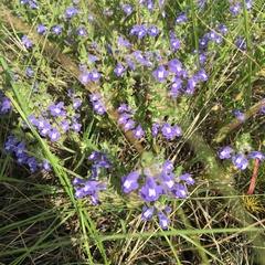 Scutellaria drummondii
