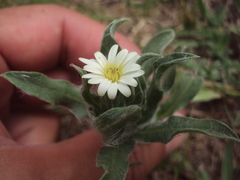 Noticastrum sericeum