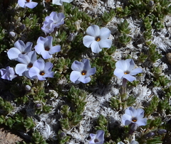 Phlox condensata