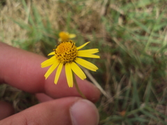 Acmella decumbens