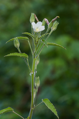 Hibiscus lobatus