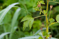 Hibiscus lobatus