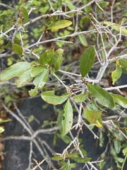 Ochna pretoriensis
