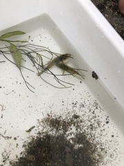 Gobiomorphus cotidianus
